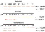 HSP90 alpha Antibody in Immunoprecipitation (IP)