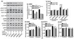 ALK Antibody in Western Blot (WB)