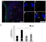 Fluorescein/Oregon Green Antibody in Immunohistochemistry (IHC)