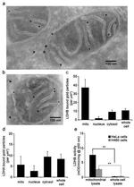 LDHB Antibody in Immunomicroscopy (IM)