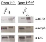 Dynamin 1 Antibody in Western Blot, Immunoprecipitation (WB, IP)