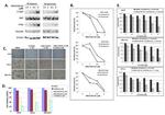 Phospho-c-Met (Tyr1003) Antibody in Western Blot (WB)