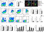 CD45.2 Antibody in Flow Cytometry (Flow)