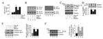 LOX Antibody in Western Blot (WB)