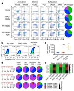 CD45RA Antibody in Flow Cytometry (Flow)