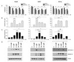 MAGE1 Antibody in Western Blot (WB)