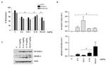 NY-ESO-1 Antibody in Western Blot (WB)