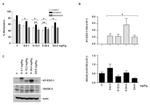 NY-ESO-1 Antibody in Western Blot (WB)