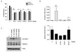 NY-ESO-1 Antibody in Western Blot (WB)