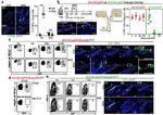 CD34 Antibody in Flow Cytometry (Flow)