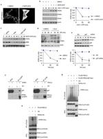 VCP Antibody in Western Blot (WB)