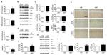 PP2A alpha Antibody in Western Blot (WB)