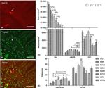 nNOS Antibody in Immunohistochemistry (IHC)