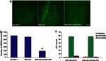 Opsin 4 Antibody in Immunocytochemistry (ICC/IF)