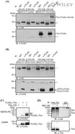 MARVELD2 Antibody in Western Blot (WB)