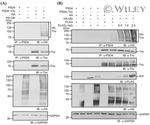 MARVELD2 Antibody in Western Blot (WB)