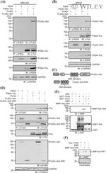 MARVELD2 Antibody in Western Blot (WB)