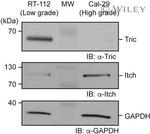 MARVELD2 Antibody in Western Blot (WB)