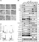 ZO-3 Antibody in Western Blot (WB)