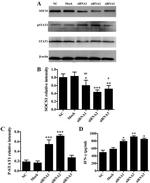 SOCS1 Antibody in Western Blot (WB)