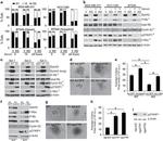 EphA2 Antibody in Western Blot (WB)