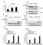 Phospho-JNK1/JNK2 (Thr183, Tyr185) Antibody in Western Blot (WB)