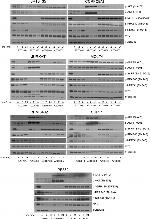 Phospho-PRAS40 (Thr246) Antibody in Western Blot (WB)