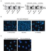 EphA2 Antibody in Western Blot (WB)