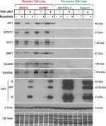 beta Actin Antibody in Western Blot (WB)