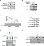 Lamin B1 Antibody in Western Blot (WB)