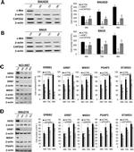 c-Met Antibody in Western Blot (WB)