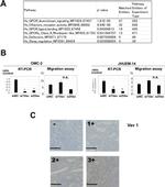 VAV1 Antibody in Immunohistochemistry (Paraffin) (IHC (P))