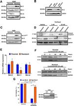 MCL-1 Antibody in Western Blot (WB)