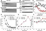 SDHB Antibody in Western Blot (WB)