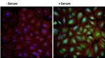 Phospho-AKT1 (Ser473) Antibody in Immunocytochemistry (ICC/IF)