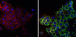 Phospho-S6 (Ser240, Ser244) Antibody in Immunocytochemistry (ICC/IF)