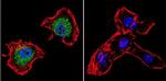 p23 Antibody in Immunocytochemistry (ICC/IF)