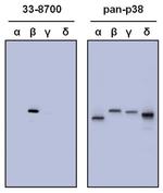 p38 MAPK beta Antibody in Western Blot (WB)