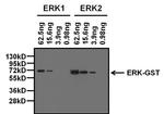 ERK2 Antibody in Western Blot (WB)