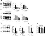 Phospho-p47phox (Ser345) Antibody in Western Blot (WB)