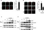 Phospho-p47phox (Ser345) Antibody in Western Blot, Immunoprecipitation (WB, IP)