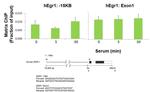 p53 Antibody in ChIP Assay (ChIP)