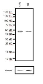 p53 Antibody in Western Blot (WB)