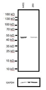 p53 Antibody in Western Blot (WB)