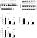 p53 Antibody in Western Blot (WB)