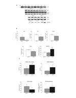 p53 Antibody in Western Blot (WB)