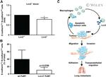 CD324 (E-Cadherin) Antibody in Flow Cytometry (Flow)