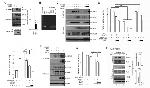 Phospho-HIPK2 (Tyr361) Antibody in Immunoprecipitation (IP)