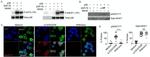 NFATC2 Antibody in Immunocytochemistry (ICC/IF)