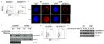 NFATC2 Antibody in Western Blot, Immunocytochemistry (WB, ICC/IF)